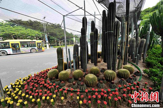 仙人掌首成厦门绿化景观小品-中新网