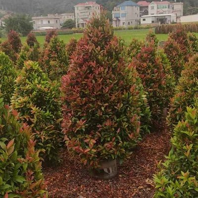 红车树苗 造型红车柱绿化苗木 红车木鸿运当头 多规格灌木批发