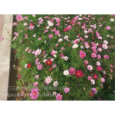 漳州市平和县景观绿化常用的花种有哪些怎么卖