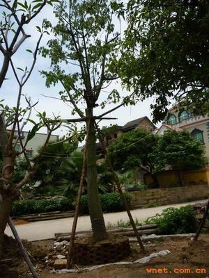 厦门园林绿化 厦门绿化工程施工 鹭岛景观绿化设计厦-厦门市江弋达景观艺术-二手通用零部件-厦门市嘉盛豪园48号1102室--中外企业网