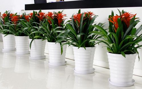 图 北京鲜花婚庆 鲜花绿植批发 北京鲜花绿植