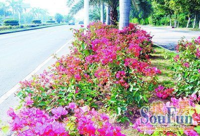 步步惊艳 厦门道路绿化首次引入园林景观小品_房产资讯高清图片-厦门手机搜房网