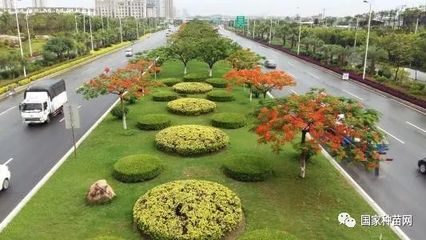 厦门经济特区园林绿化条例》引入永久保护绿地概念_树边