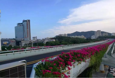 建天桥不是为了方便行人,而是为了研究花?!市花原来是这样“上桥”的