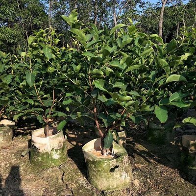 莲雾树果苗批发 莲雾树大袋苗 莲雾种植基地 多规格