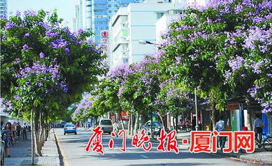 几木设计 厦门道路绿化常用植物指引下发 道路绿化更明确