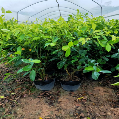 黄金垂榕 厦门供应垂叶榕盆景基地直销