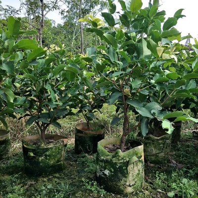 莲雾树果苗批发 莲雾树大袋苗 莲雾种植基地 多规格