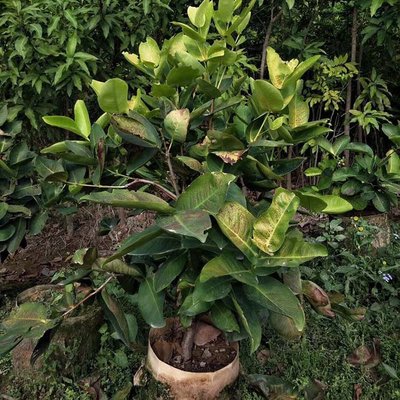 莲雾树果苗批发 莲雾树大袋苗 莲雾种植基地 多规格