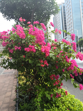厦门市花三角梅